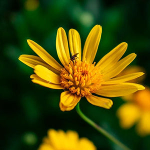 Flor de Arnica